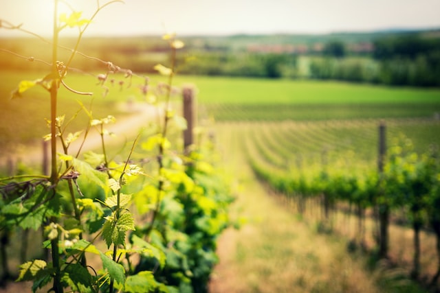 Découverte du vignoble et des vins de la Loire, lors de votre séjour au camping l'Entre-Deux, en région Centre-Val de Loire