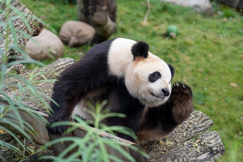Le Panda, l'emblème du ZooParc de Beauval, dans le Val de Loire